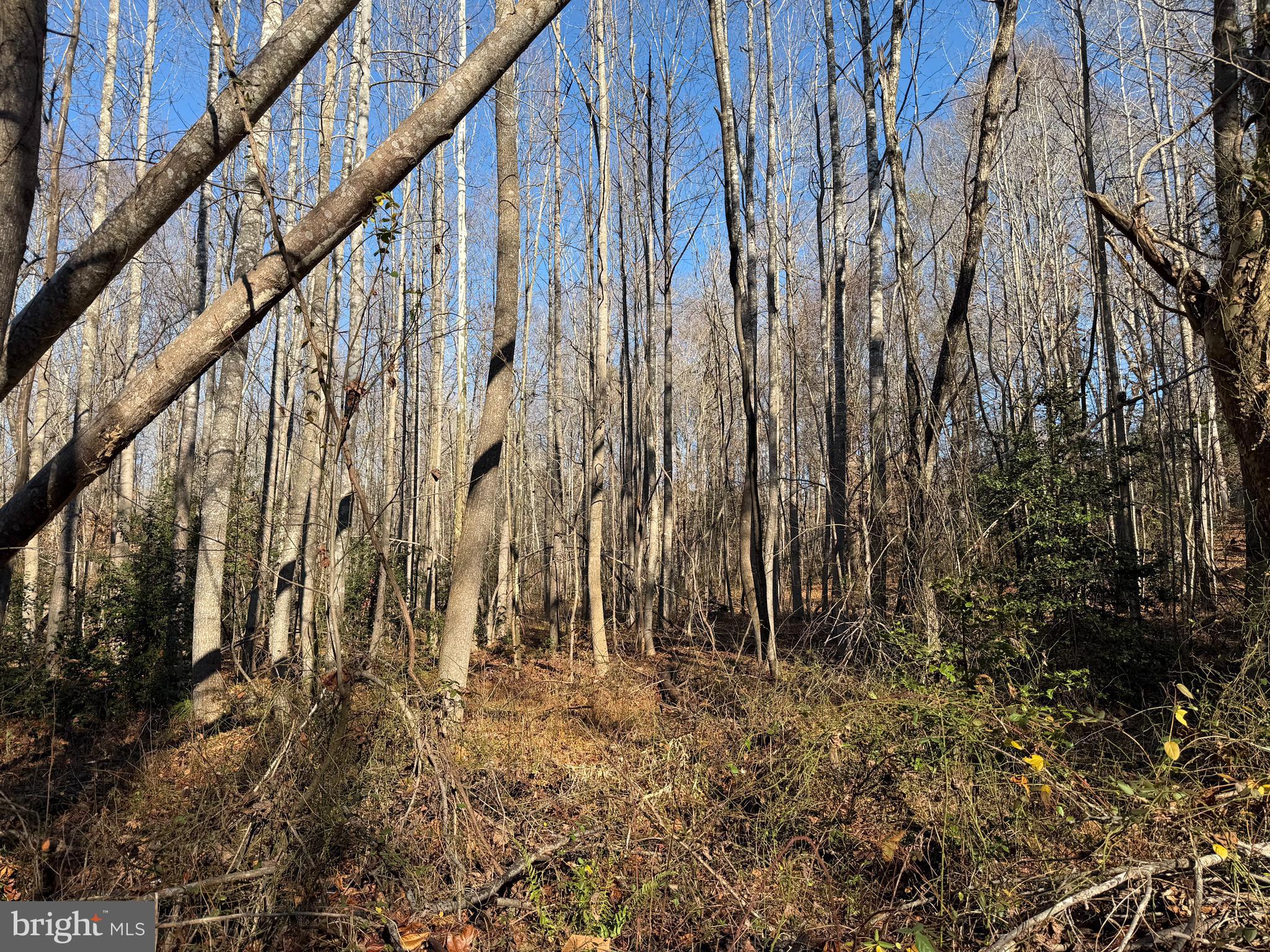 Lot 2 Turkey Acres Road King George, VA 22485 - Photo 1 of 3