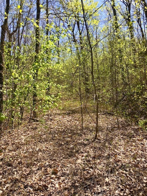 5056 Long Rifle Road Walland, TN 37886 - Photo 21 of 23 Gallery Image 21