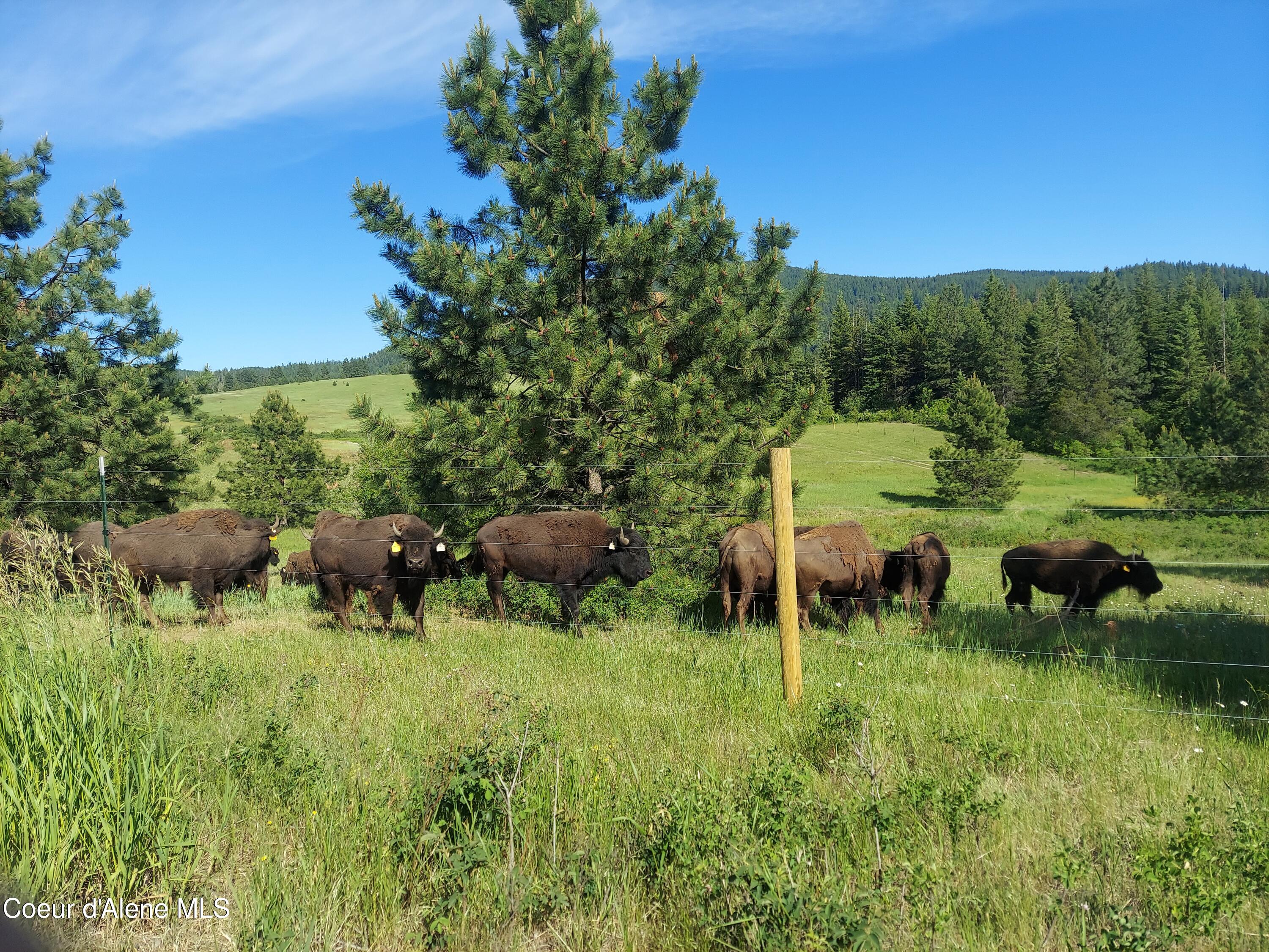 Bison Grazing in Lush Field