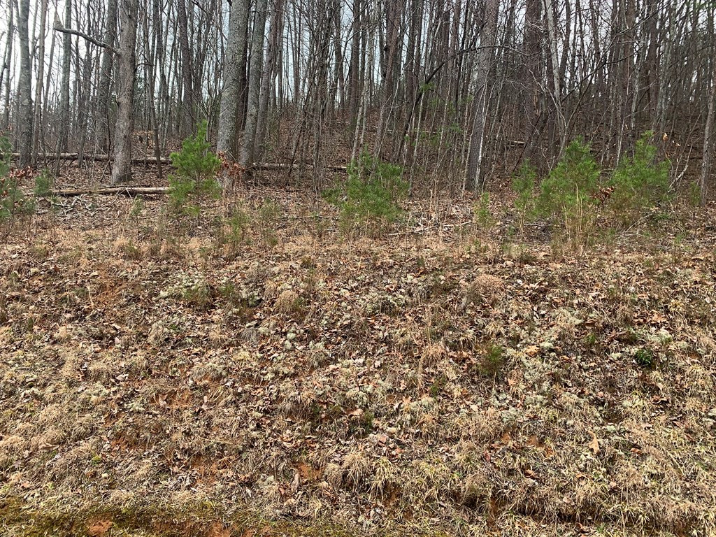 Lot 20 Wolf Ridge Lane Murphy, NC 28906 - Photo 5 of 27
