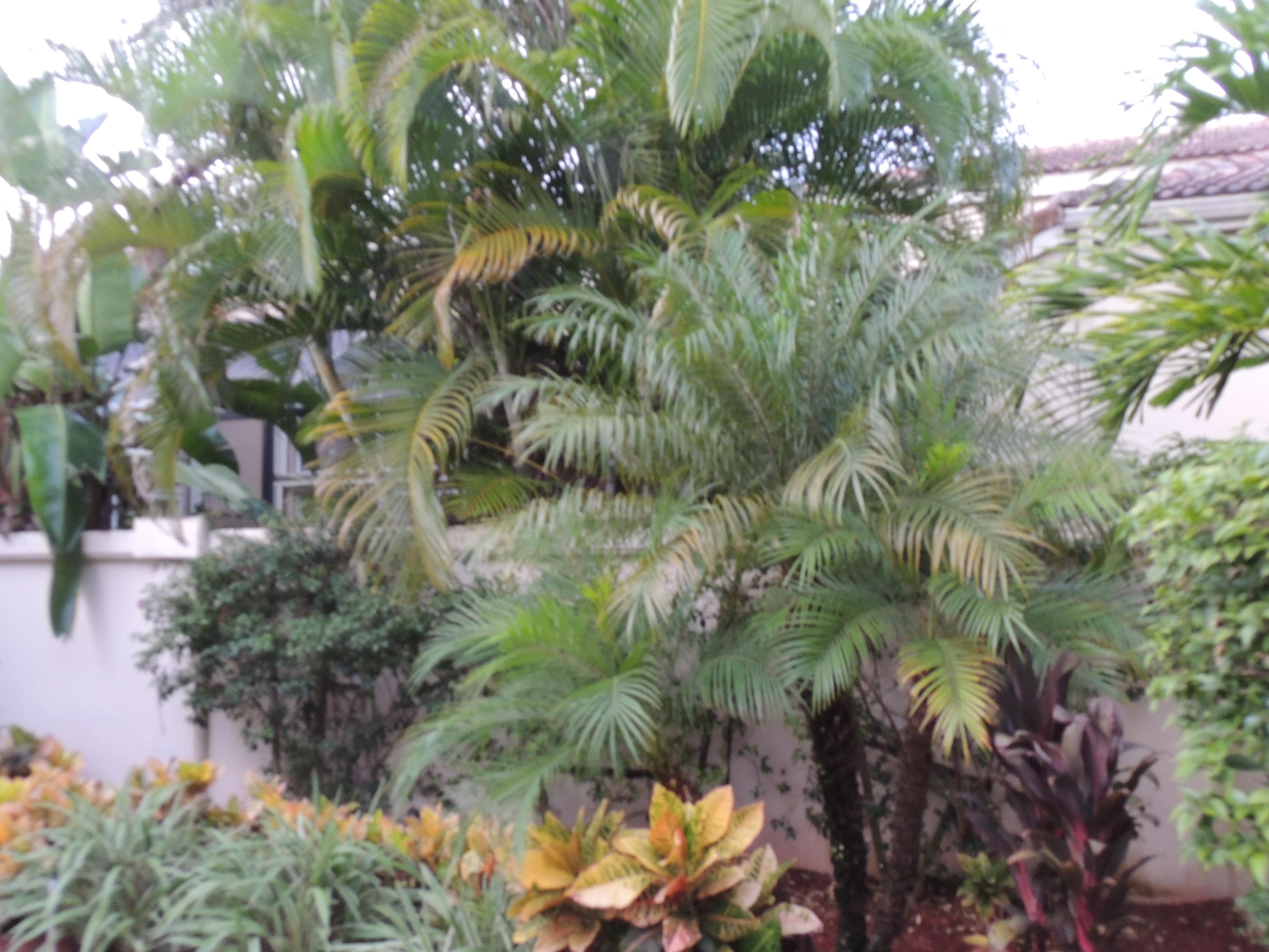 4281 Northwest 63rd Place Boca Raton, FL 33496 - Photo 36 of 44 BACKYARD
