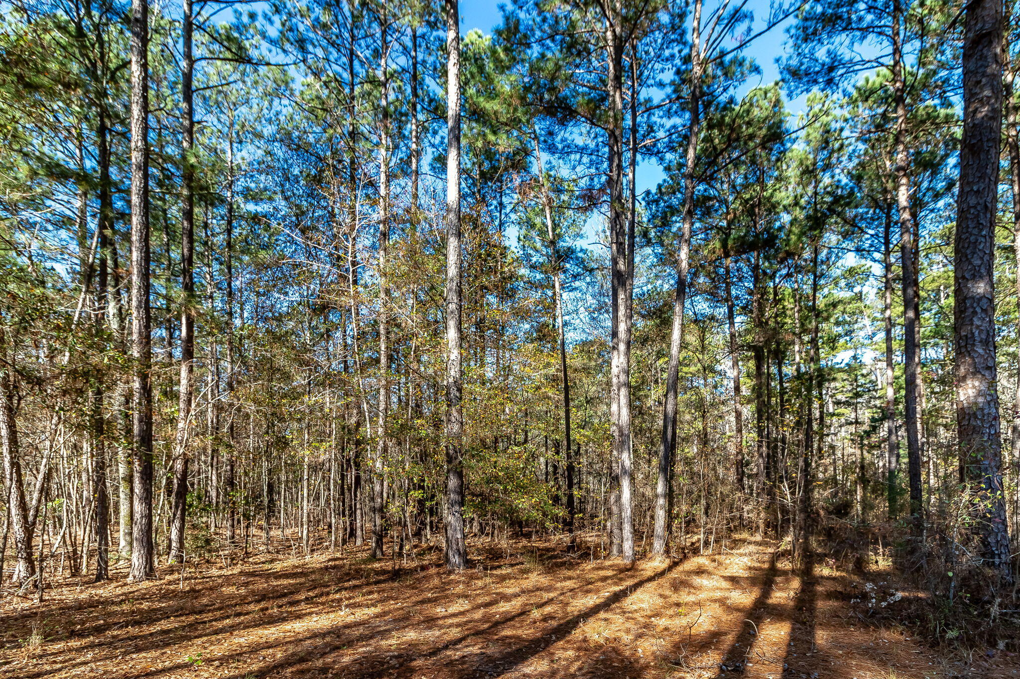 628 Byrd Road Harlem, GA 30814 - Photo 50 of 50 52-web-or-mls-628 BYRD RD. ©-3532
