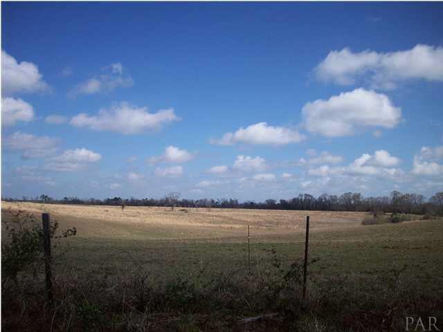 1 County Road Monroeville, AL 36460 - Photo 6 of 9 Bring your horses or cows. Great pasture land.