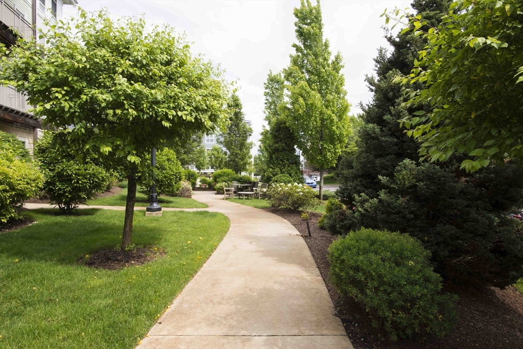 4 Repton Place, Unit 4410 Watertown, MA 02472 - Photo 33 of 41 a view of a park with plants and trees