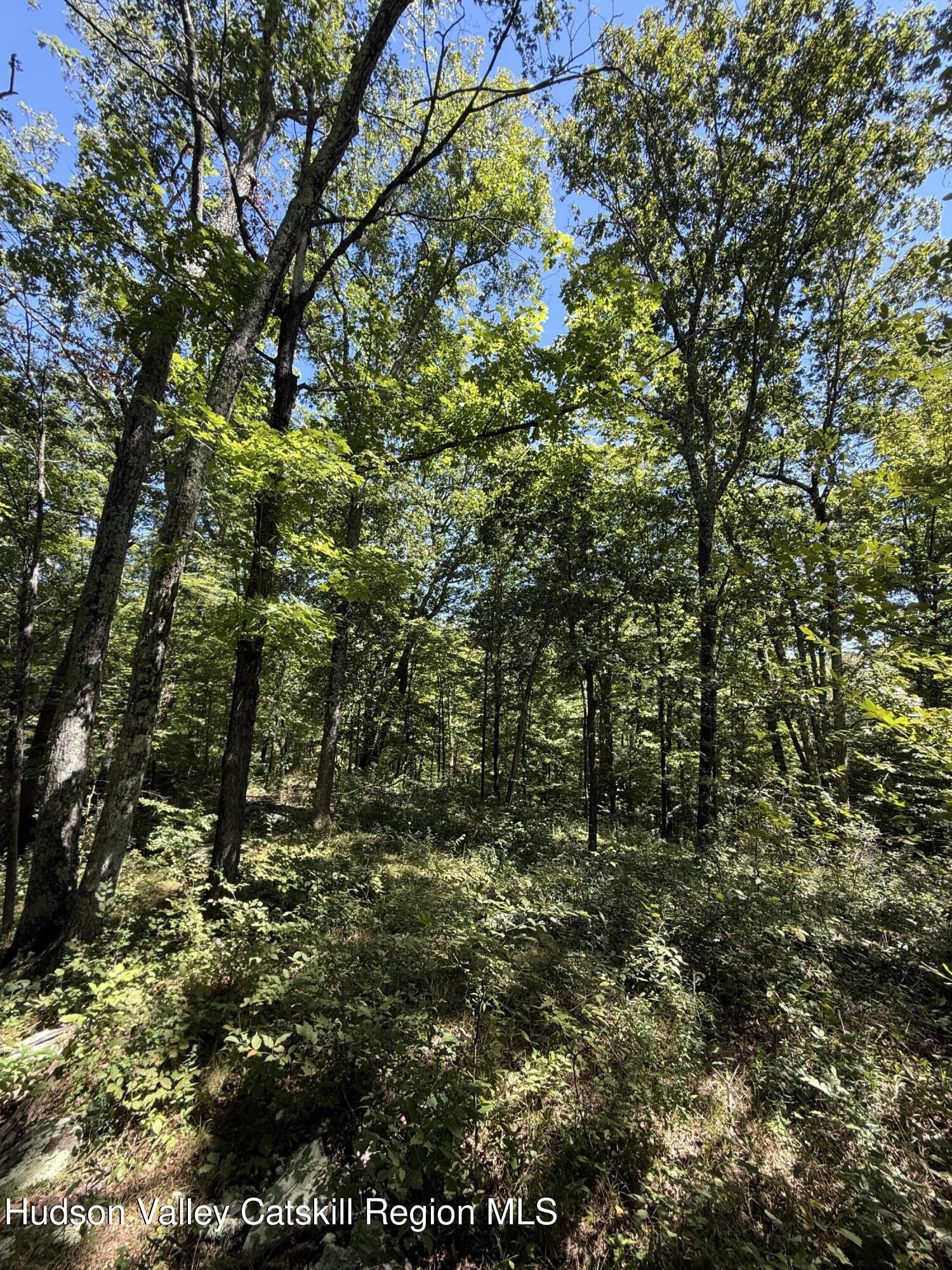 399 Floyd Ackert Road West Park, NY 12493 - Photo 15 of 30 a view of a tree