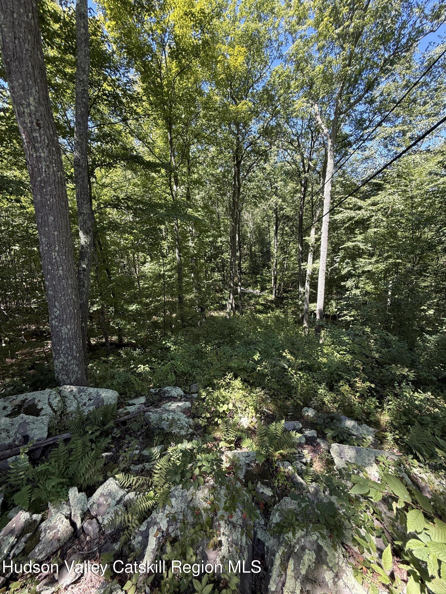 399 Floyd Ackert Road West Park, NY 12493 - Photo 17 of 30 a view of a lush green forest