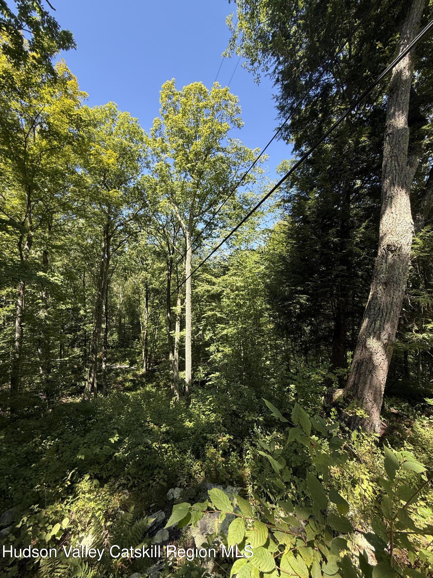 399 Floyd Ackert Road West Park, NY 12493 - Photo 18 of 30 a view of a tree