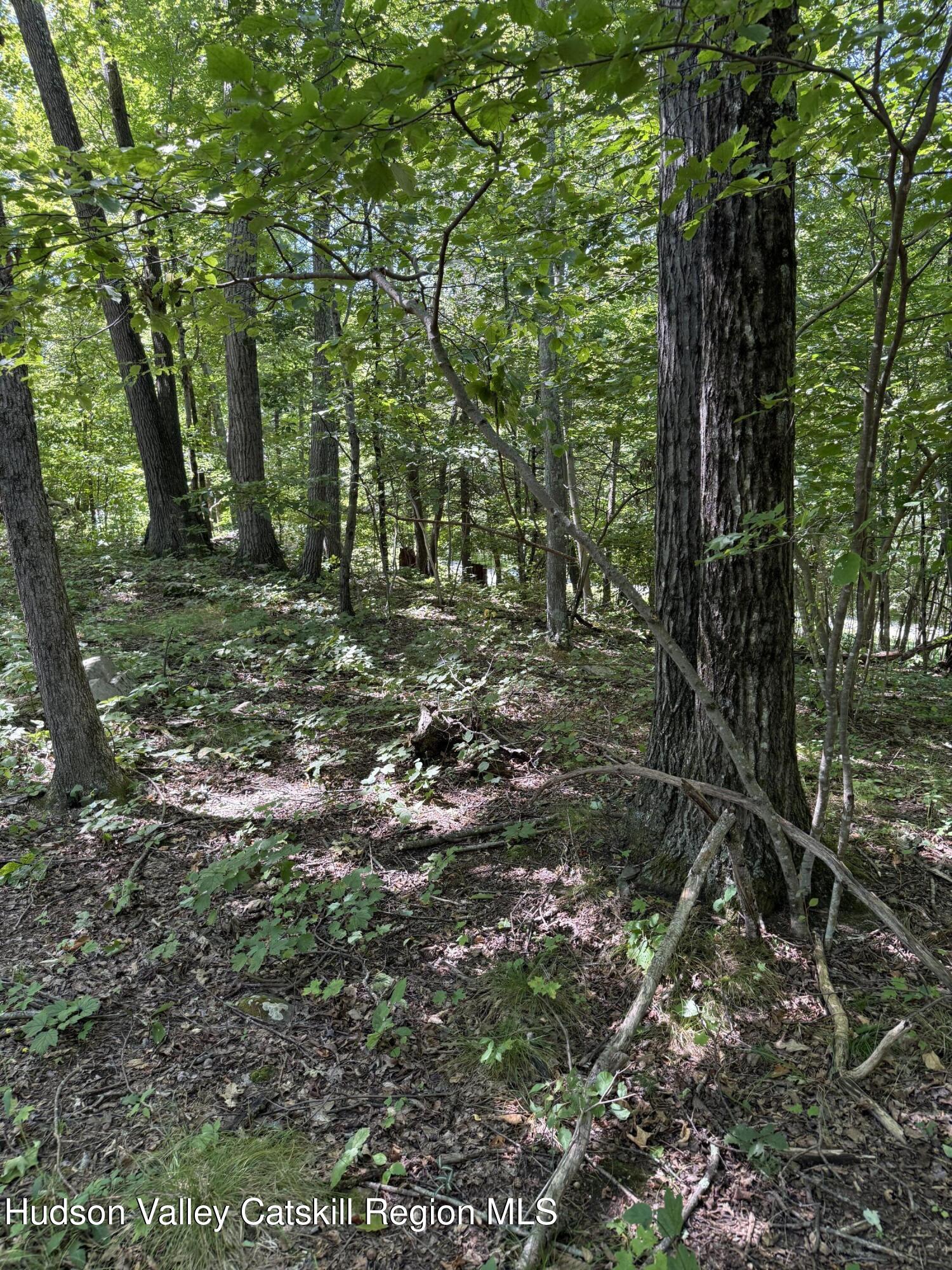 399 Floyd Ackert Road West Park, NY 12493 - Photo 2 of 30 a view of a forest with trees