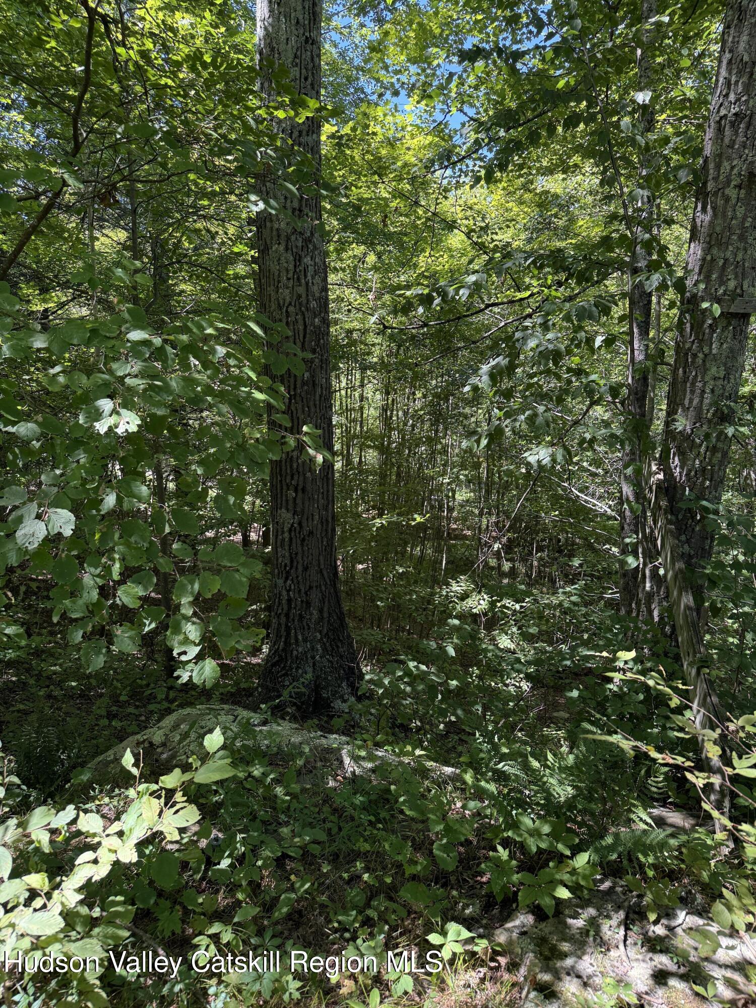 399 Floyd Ackert Road West Park, NY 12493 - Photo 21 of 30 a view of a forest