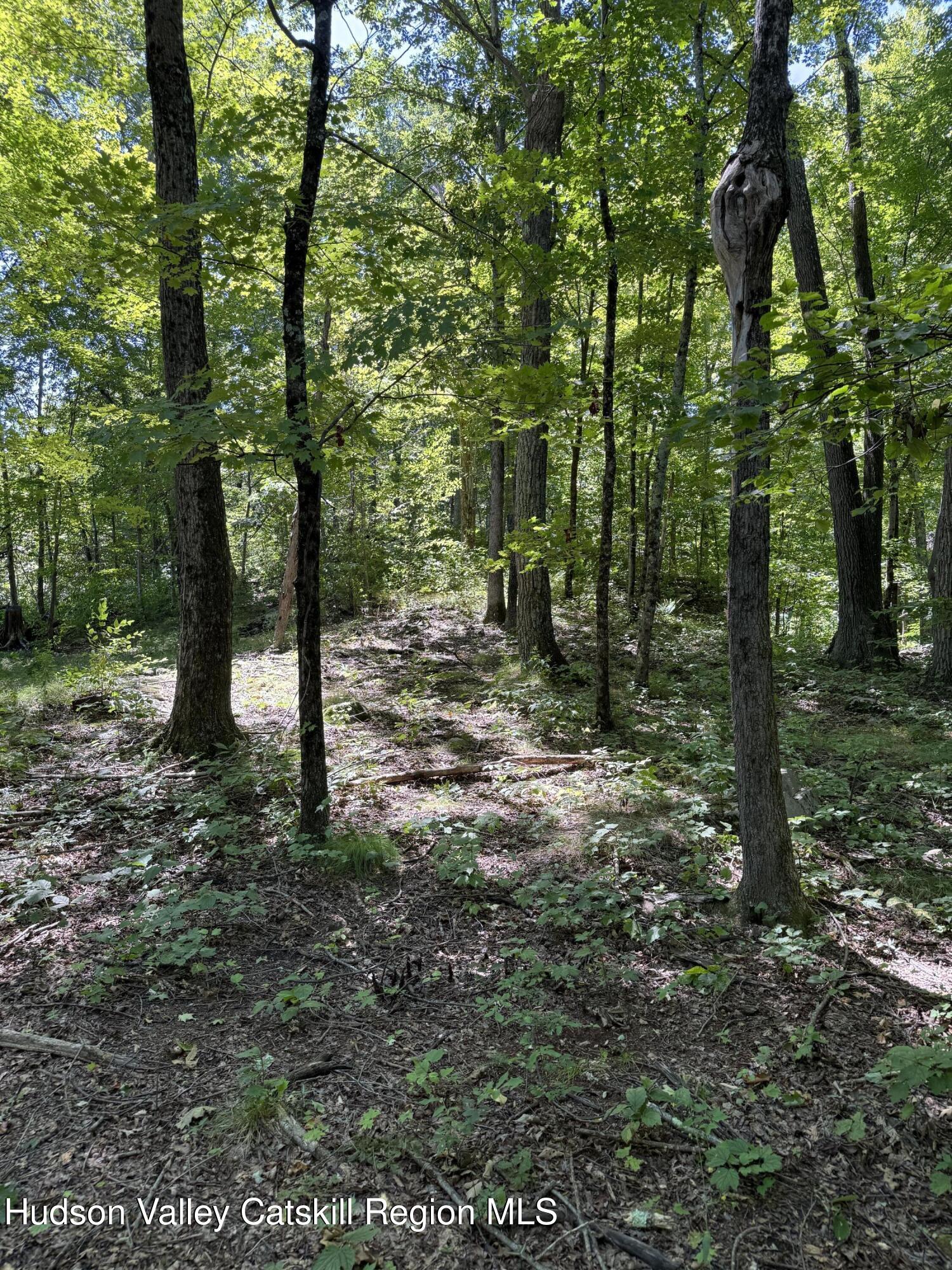 399 Floyd Ackert Road West Park, NY 12493 - Photo 23 of 30 a view of a forest filled with trees