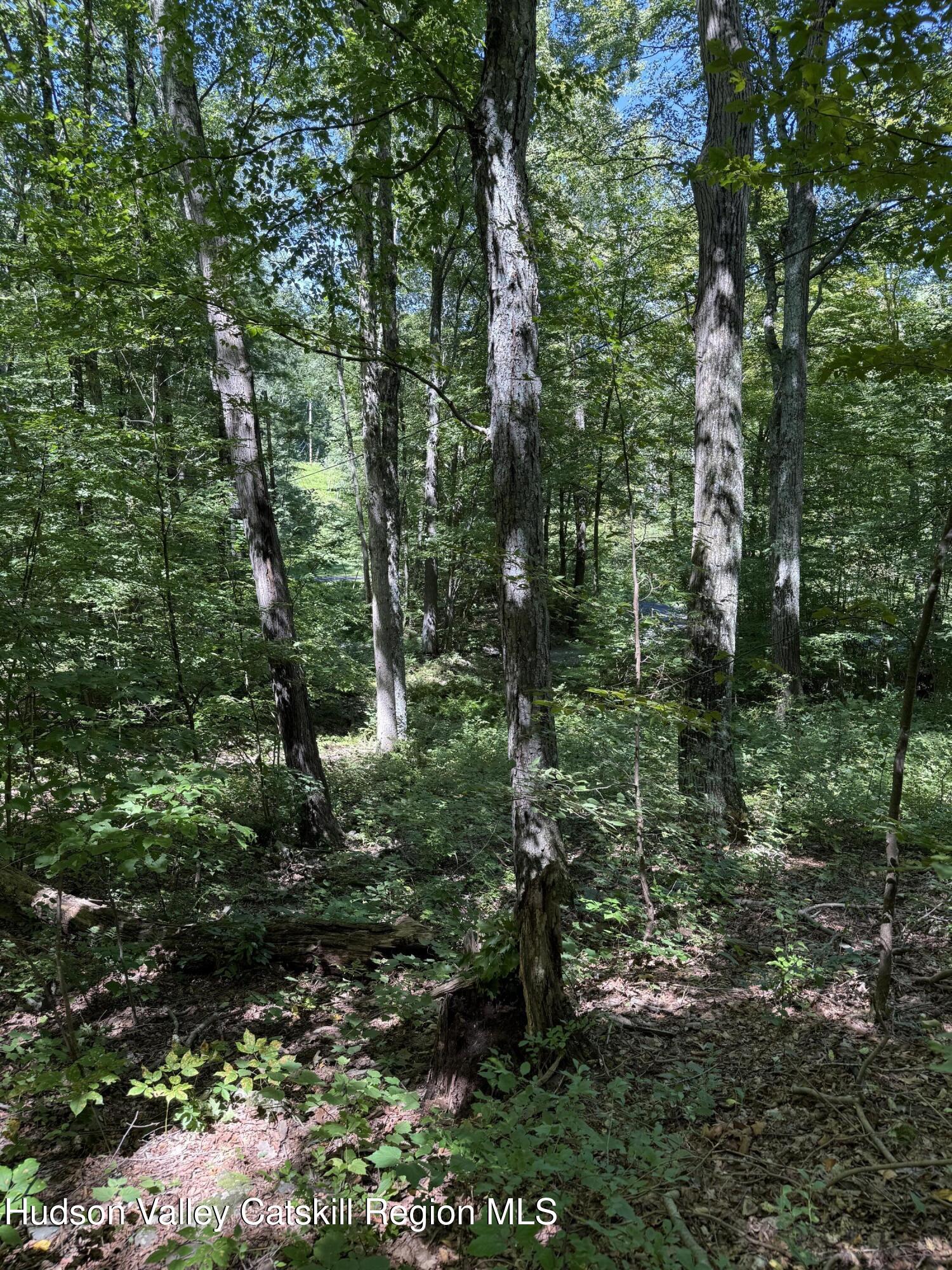 399 Floyd Ackert Road West Park, NY 12493 - Photo 25 of 30 a view of a forest with trees