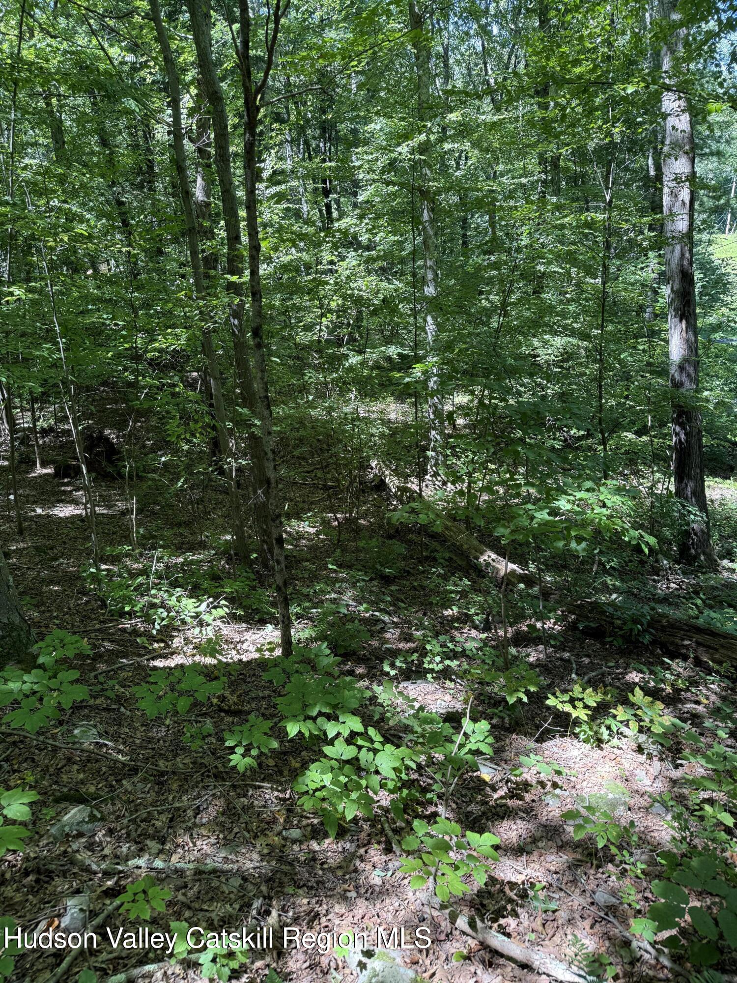 399 Floyd Ackert Road West Park, NY 12493 - Photo 26 of 30 a view of a forest with a tree
