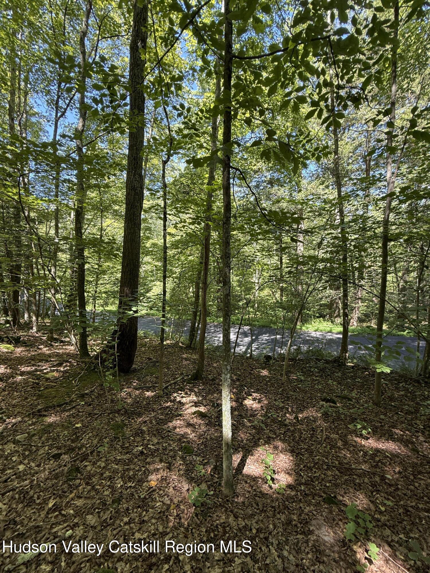 399 Floyd Ackert Road West Park, NY 12493 - Photo 7 of 30 a view of a forest filled with trees