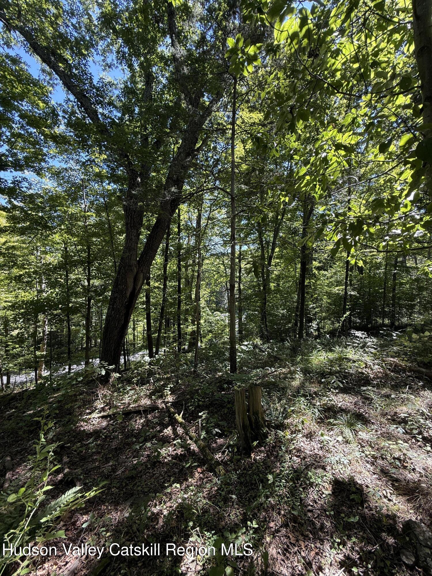399 Floyd Ackert Road West Park, NY 12493 - Photo 9 of 30 a view of a forest with trees