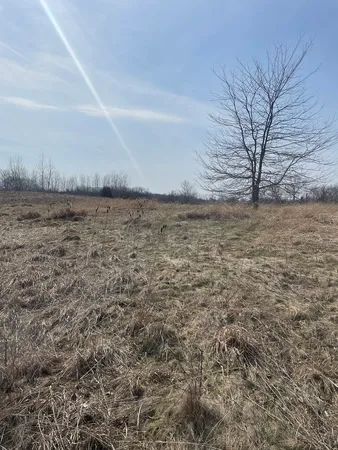 a view of a dry yard
