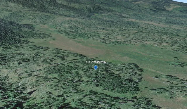 a view of a yard with a plant