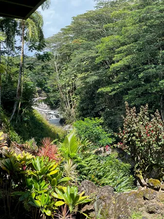 a view of a garden with a tree