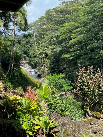 a view of a garden with a tree
