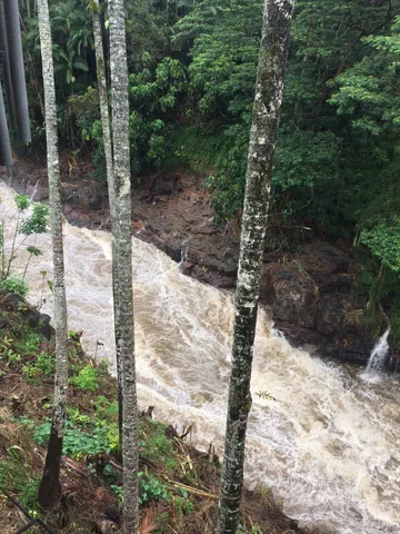 a view of a yard with plants
