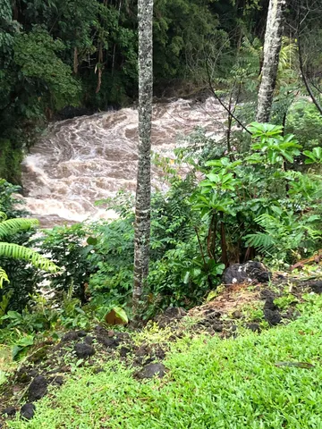 a view of a yard with plants and tree