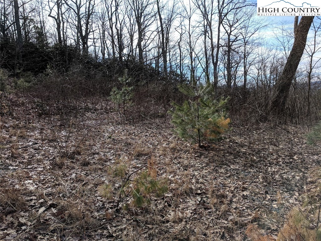 Locust Hill Road Road Boone, NC 28607 - Photo 4 of 5 Gallery Image 4