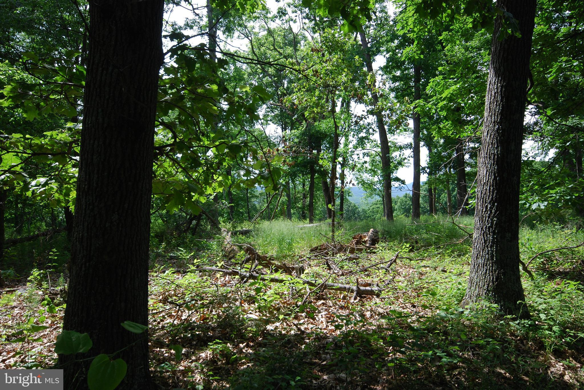 Lot 70-71 Mill Mountain Road Romney, WV 26757 - Photo 7 of 52