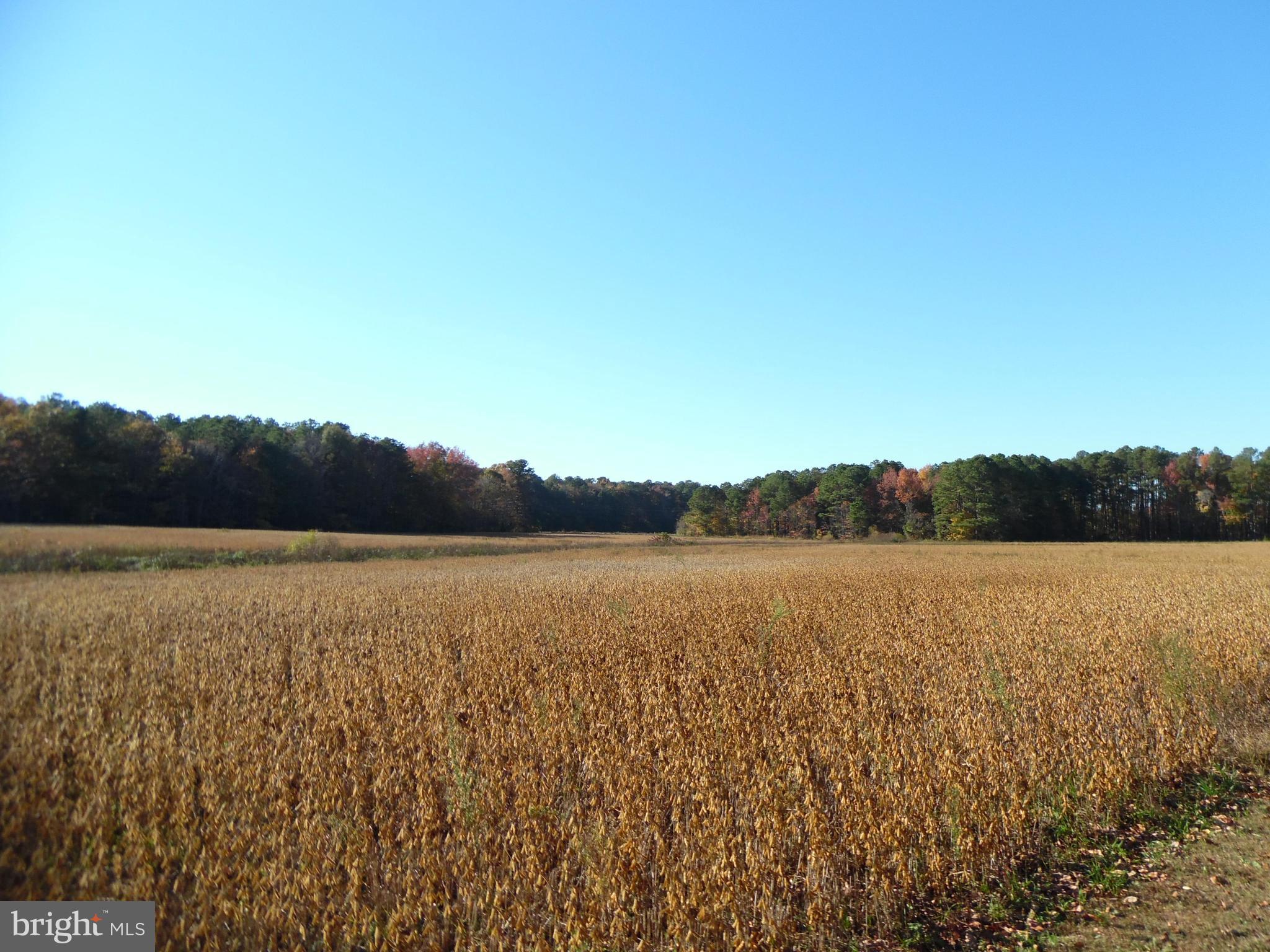5012 Aireys Road Cambridge, MD 21613 - Photo 1 of 6 Farm land with surrounding woods