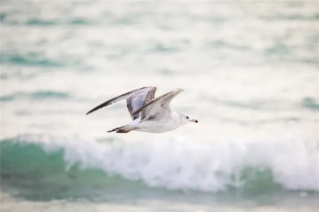 $1,379,000 | 627 Avenida Del Norte, Sarasota, FL 34242