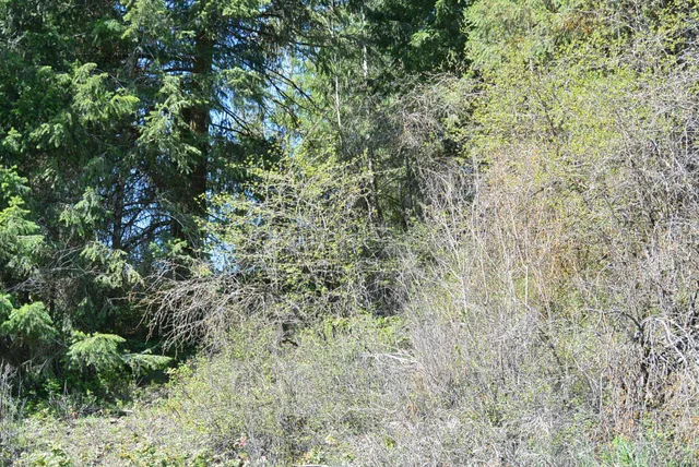 $159,000 | Tbd Long Prairie Road, Valley, WA 99181