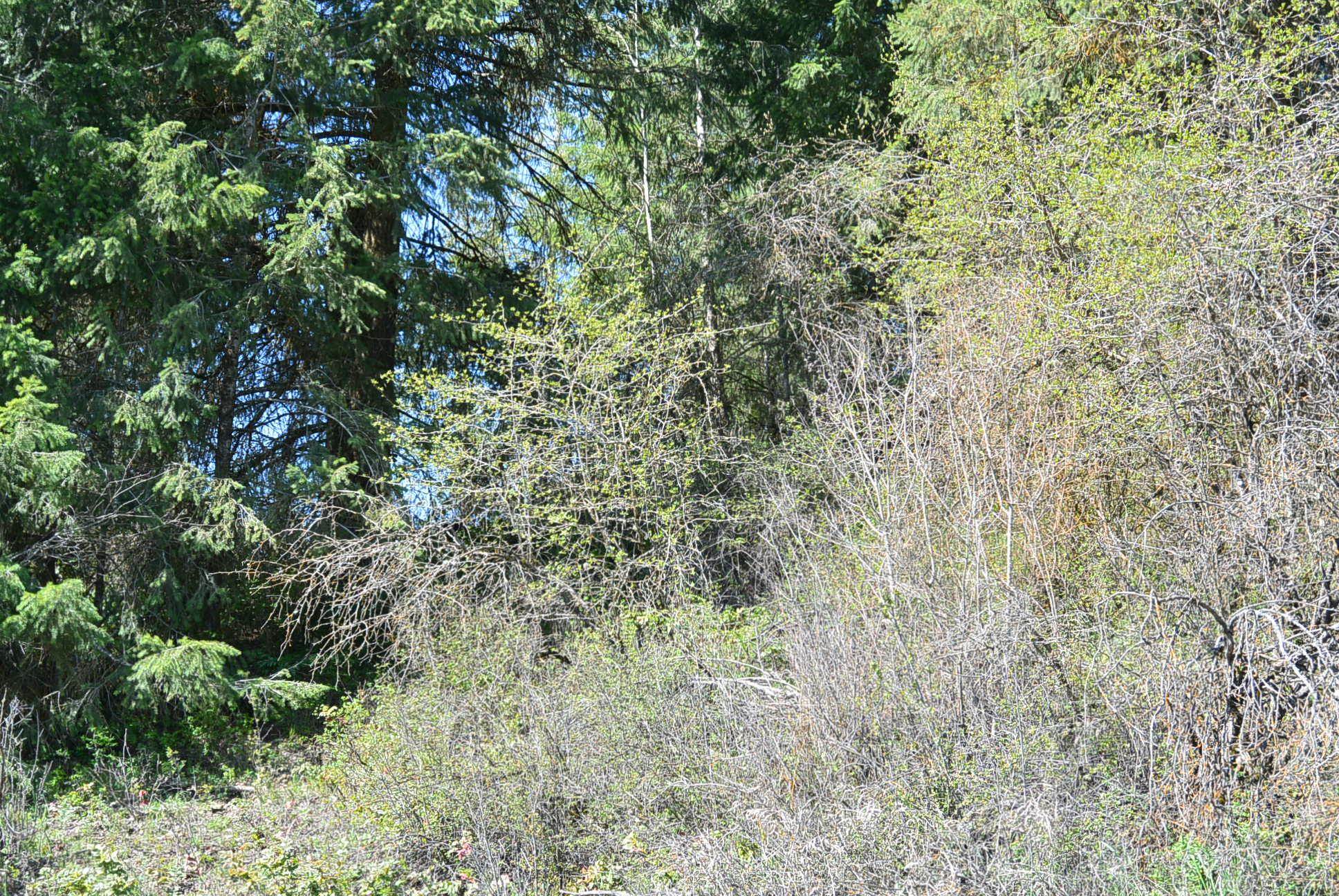 Tbd Long Prairie Road Valley, WA 99181 - Photo 5 of 12