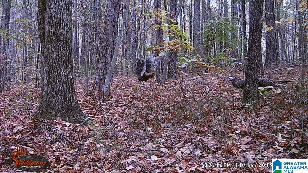 615 Fox Trot Road Talladega, AL 35160 - Photo 30 of 31