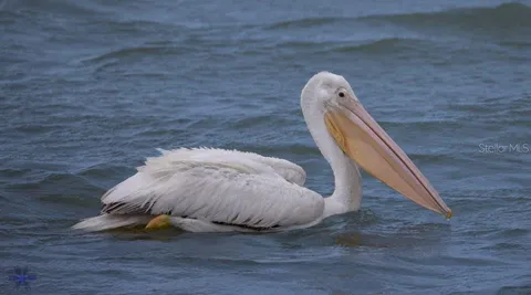 $1,899,000 | 8083 Waterbend Trail, Sarasota, FL 34240