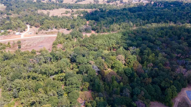 a view of a yard with a plants and large trees