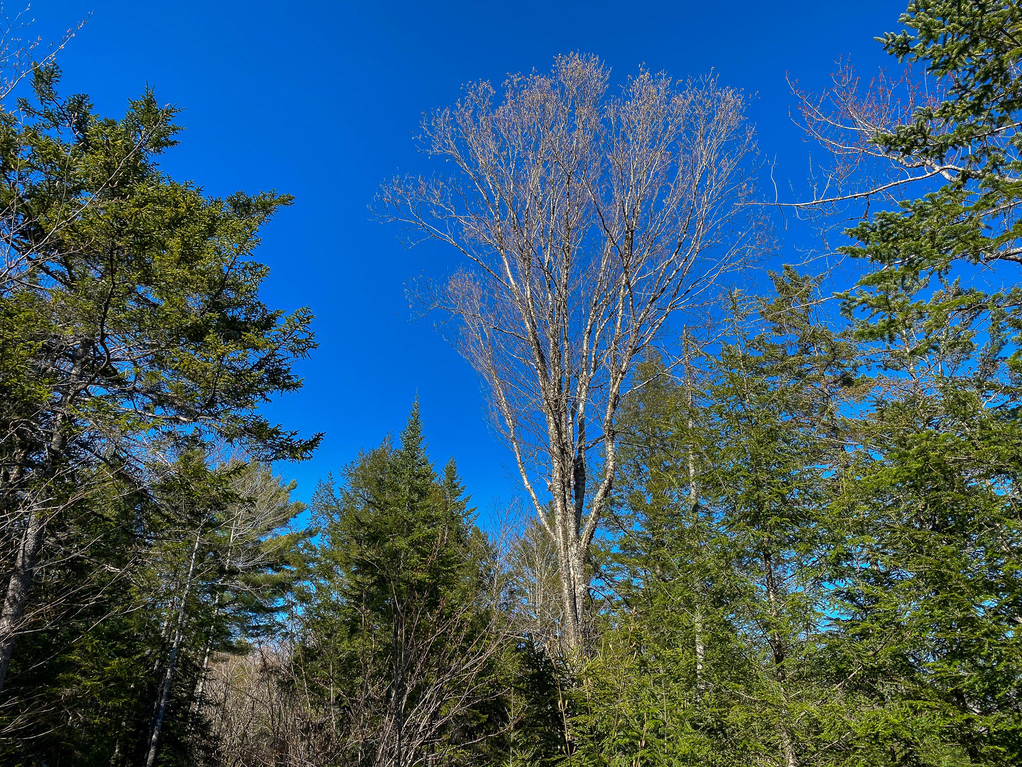 1510 Otis Road Ellsworth, ME 04605 - Photo 13 of 20 IMG_3158
