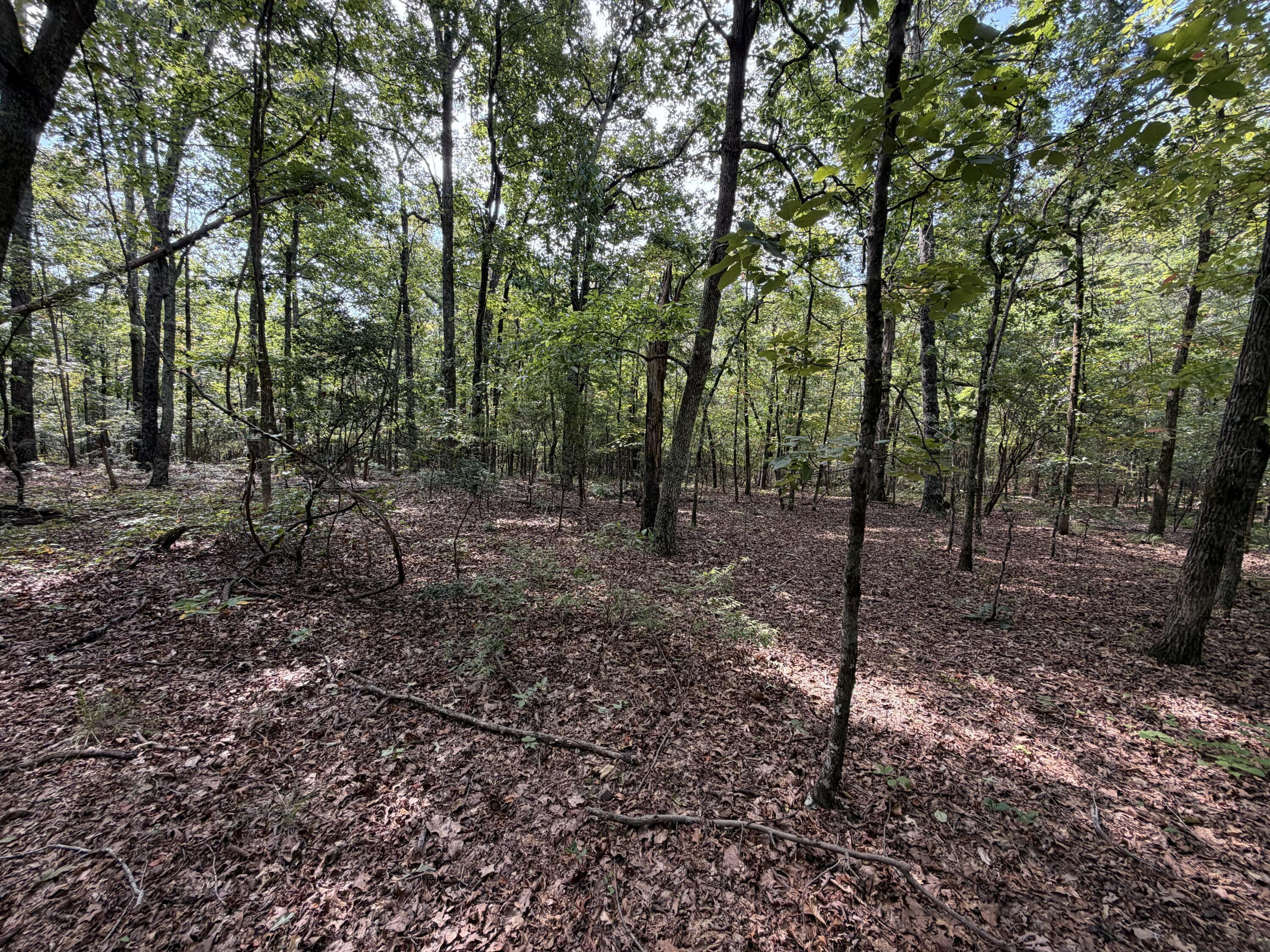 Oak Road Fayette, AL 35555 - Photo 6 of 15 Gallery Image 6