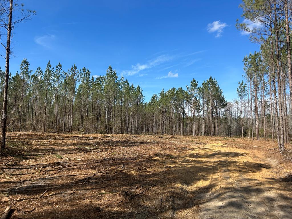 Lot 3-15 -ac Cottonwood Rd/ Phillips Road Cottonwood, AL 36320 - Photo 1 of 49