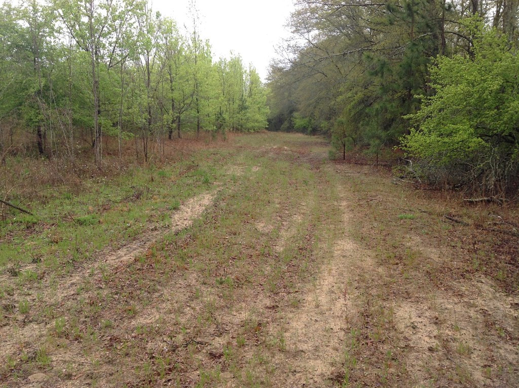 Tbd Tbd Dixie Road South Wagener, SC 29164 - Photo 18 of 25