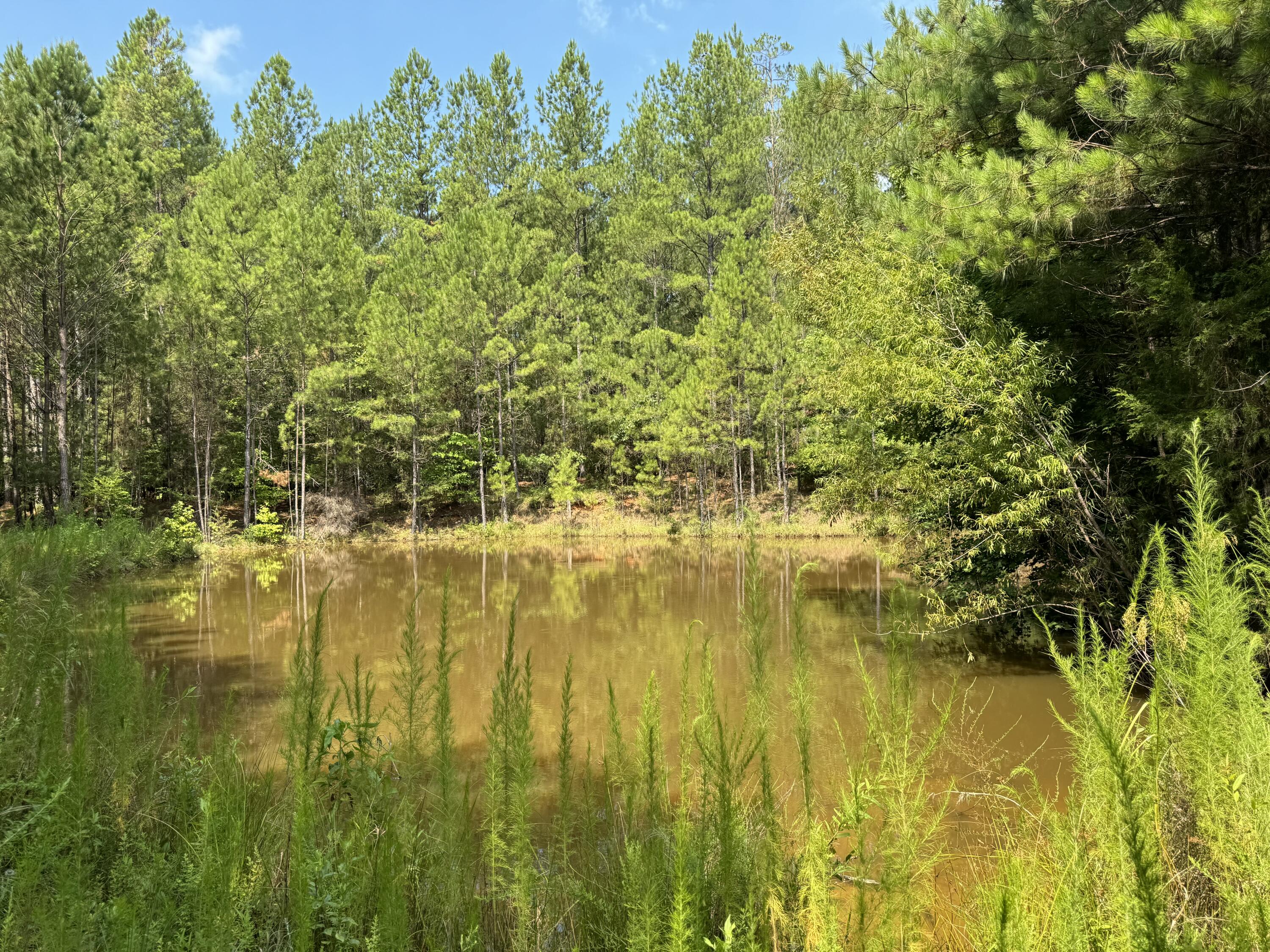 Tbd Walker Road Edgefield, SC 29824 - Photo 2 of 2 Gallery Image 2