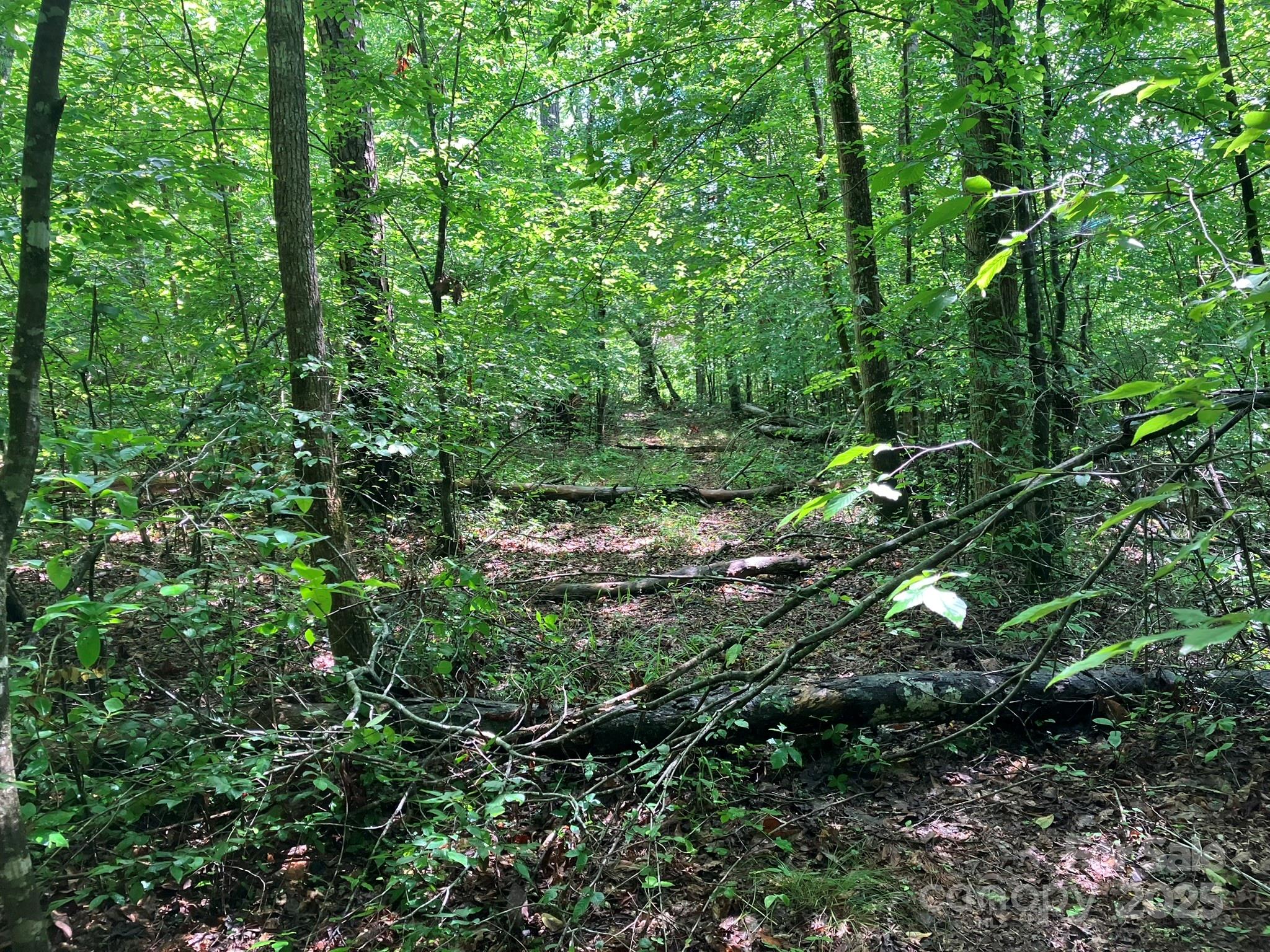 0 Padgett And Burns Road, Unit 20 Forest City, NC 28043 - Photo 8 of 14 a view of that has plants and tree
