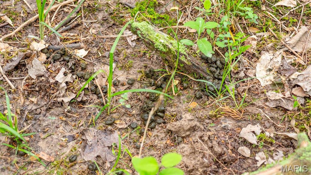 -tract #2 Tappmeyer Road Owensville, MO 65066 - Photo 39 of 60