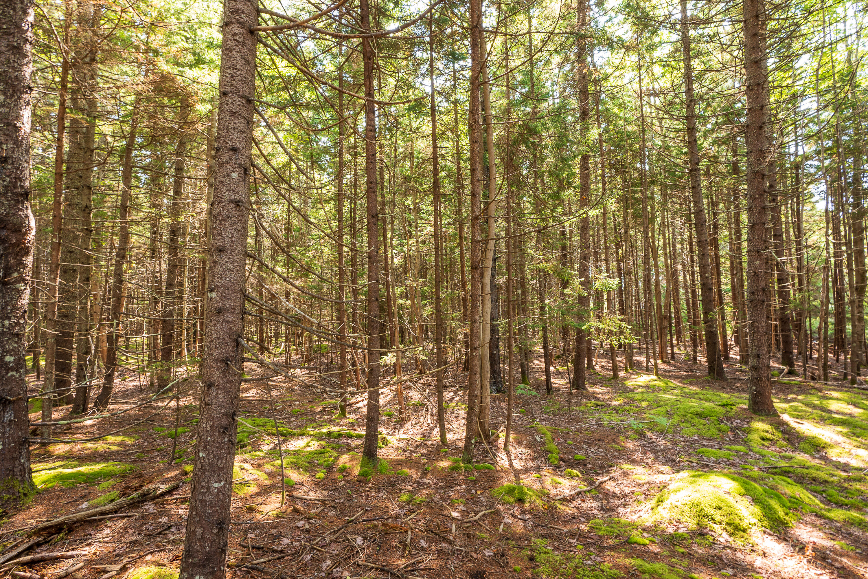 Lot 11 Nahanada Road Bristol, ME 04554 - Photo 4 of 18 05-Lot 11 Nahanada Rd-5
