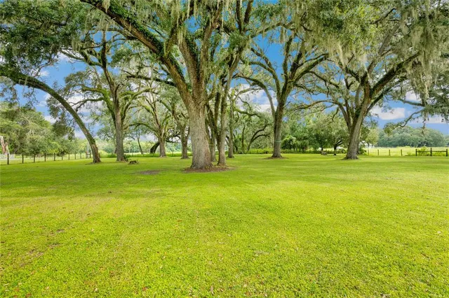 a view of a yard with plants