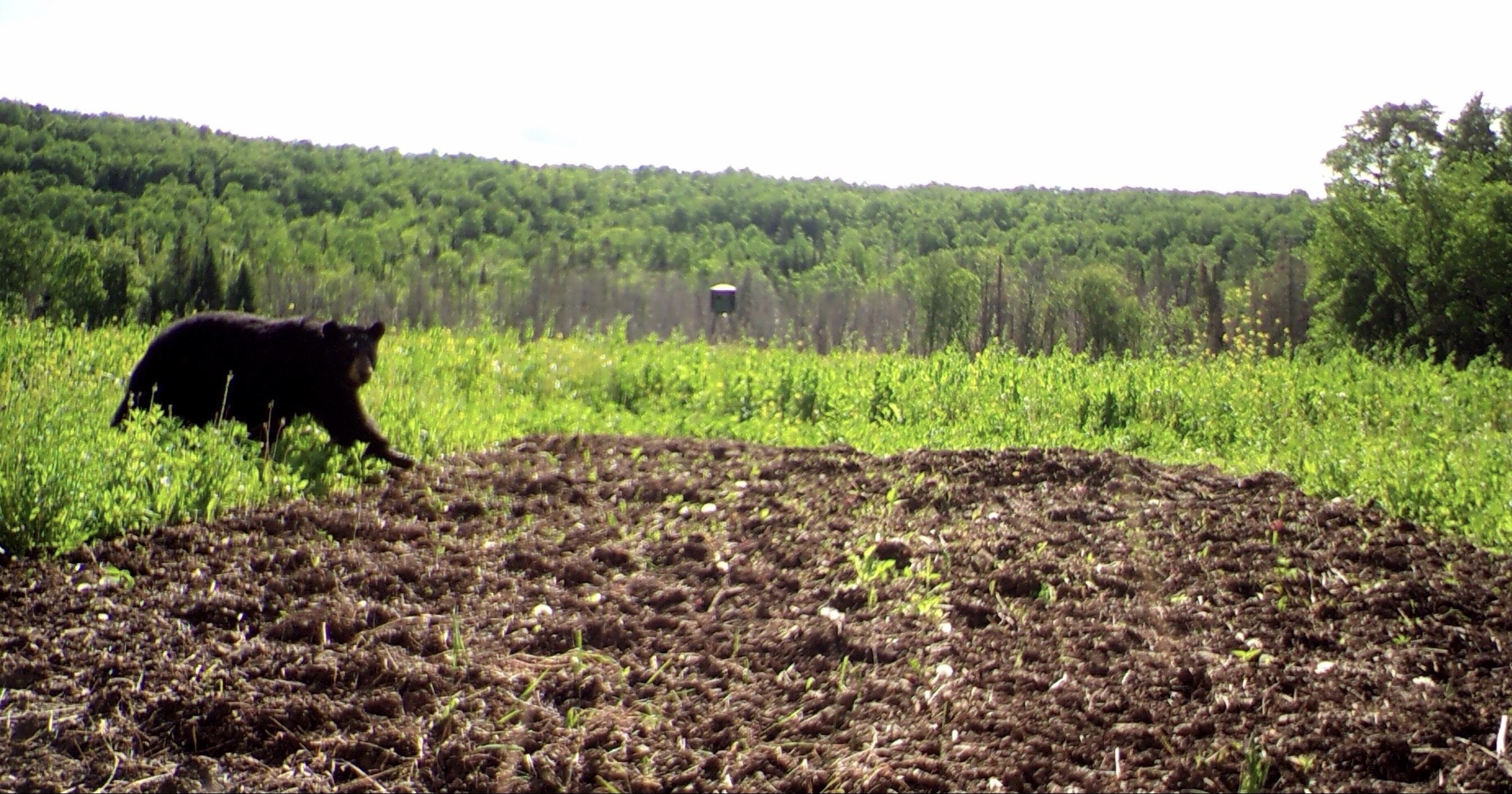 Map7-lot7 West Chapman Road Mapleton, ME 04757 - Photo 29 of 35 fullsizeoutput_e1