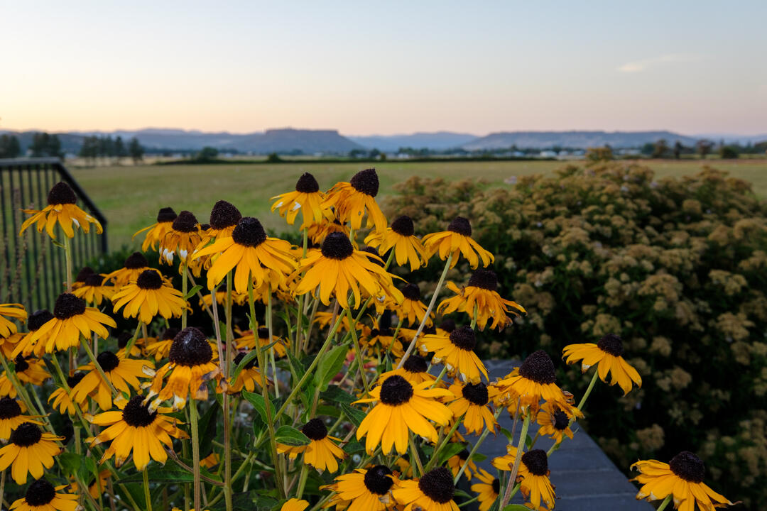 3124 Taylor Road Central Point, OR 97502 - Photo 41 of 47 Black Eyed Susans