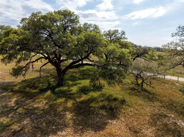 a view of a tree in a yard