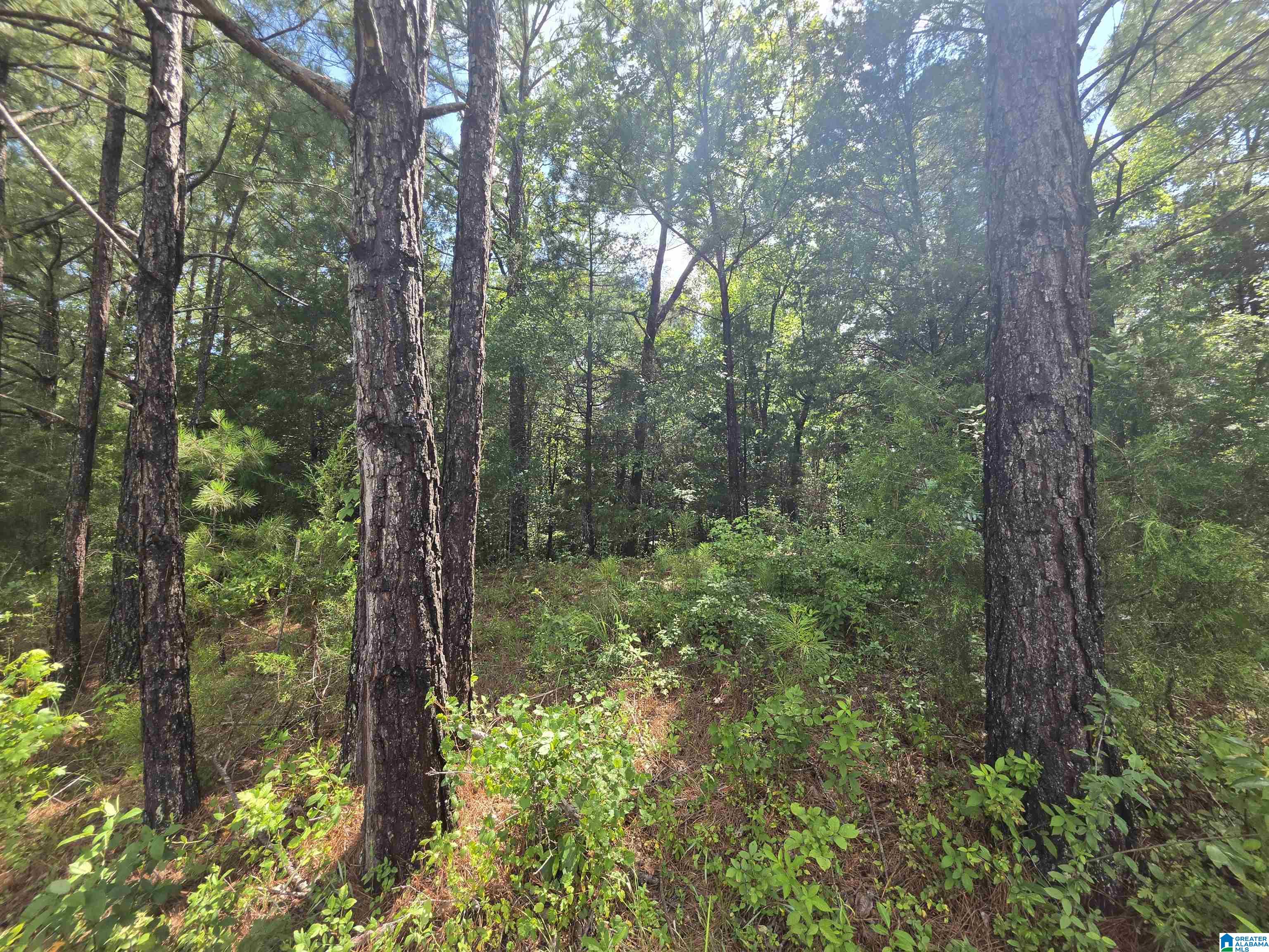 Hickory Hill Road, Unit 3 Centreville, AL 35042 - Photo 4 of 5
