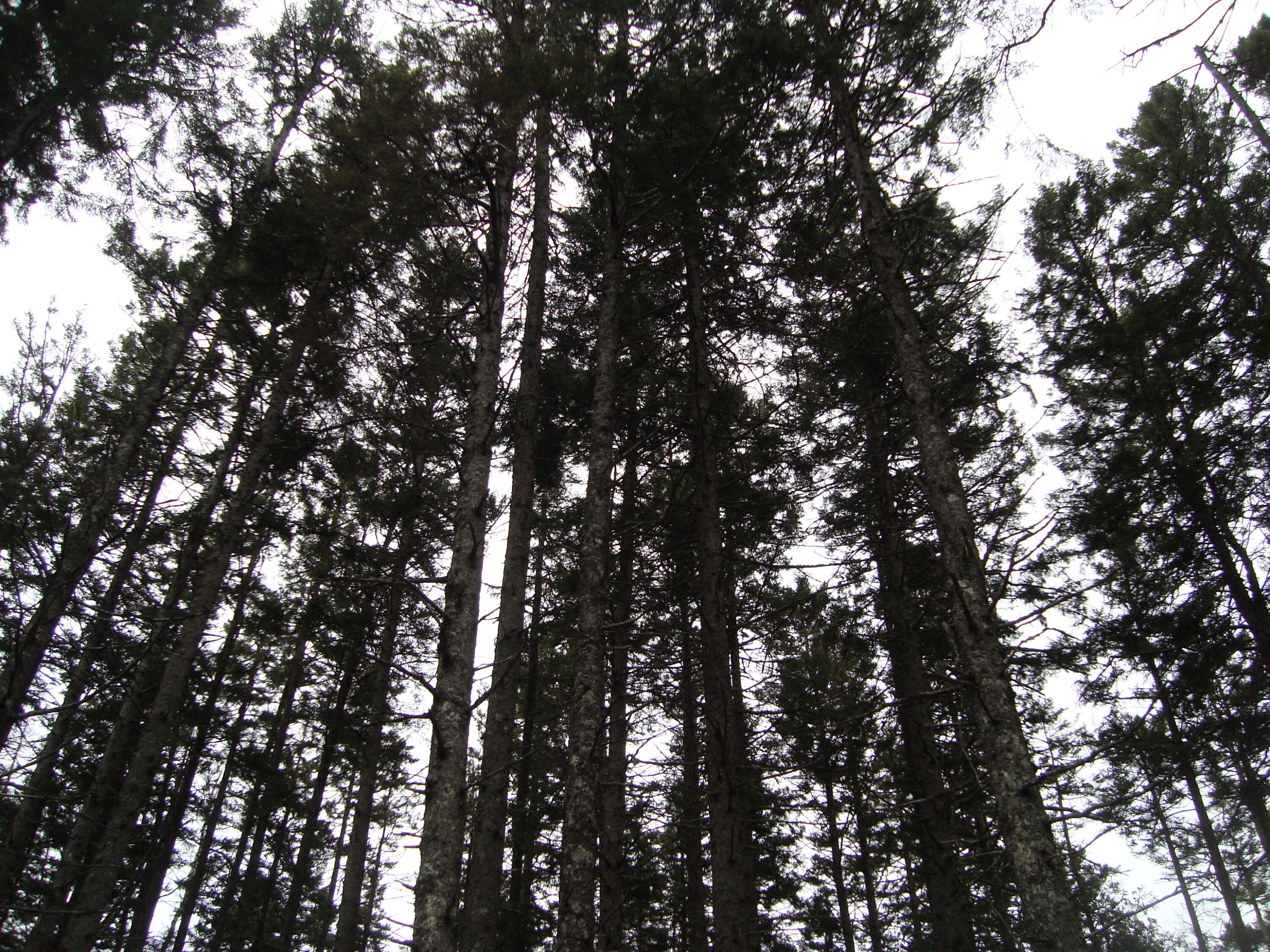 Lot G Birch Pt Road Cooper, ME 04657 - Photo 11 of 13 DSC02949