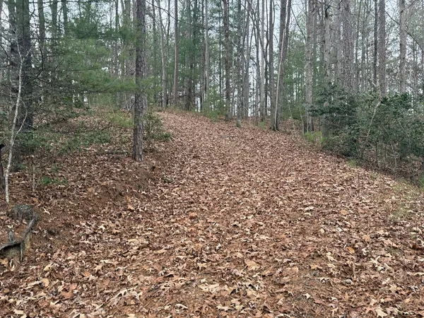 a view of a forest with trees