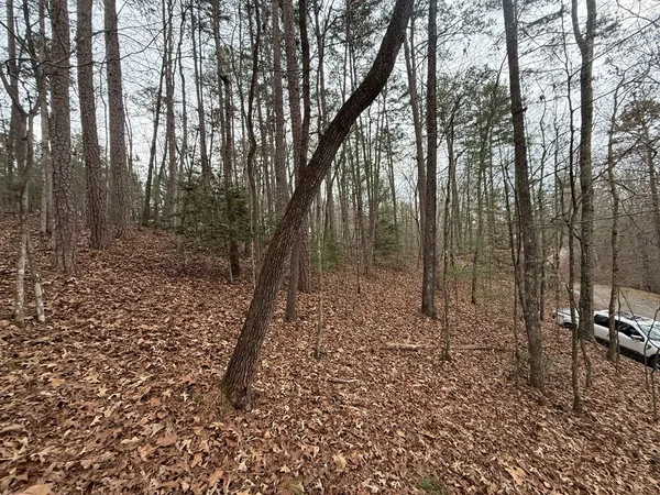 a view of a forest filled with trees