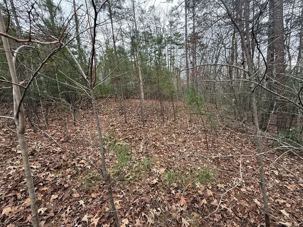 a view of a forest with a trees